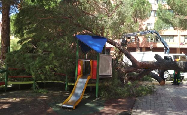 Un pino de 15 metros se desploma sobre el parque infantil de Regino