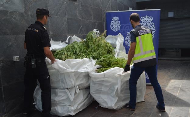 Descubren en Miranda una finca con más de 170 plantas de marihuana