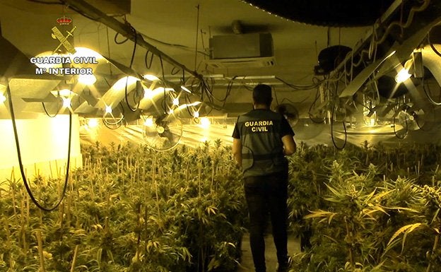 Incautadas 4.638 plantas de marihuana en un chalet de lujo de Toledo