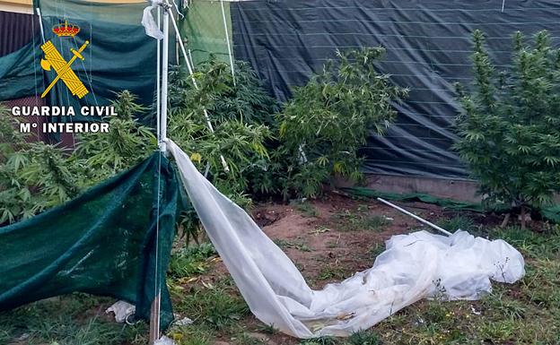 La Guardia Civil descubre más de 23 kilogramos de marihuana en dos plantaciones en la provincia de Burgos