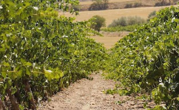 La DO Arlanza prevé un millón de kilos de uva «excepcional» en una cosecha que arrancará para El Pilar