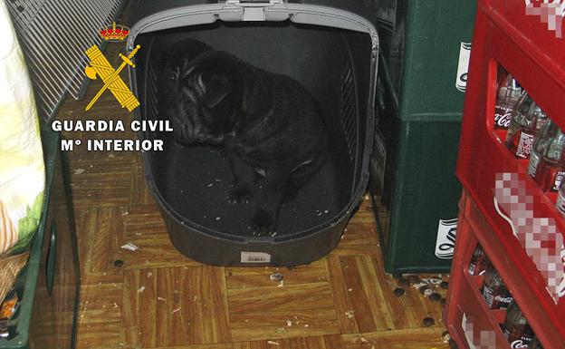 Denunciada una tienda de mascotas de Burgos por atención deficiente a los animales