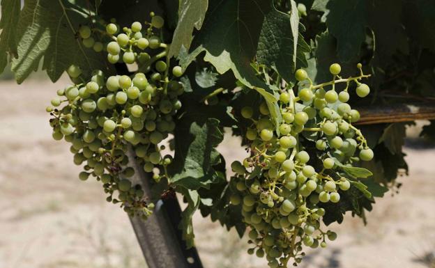 Un centenar de bodegas han iniciado ya la vendimia en la DO Ribera del Duero