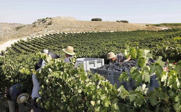 La DO Ribera del Duero prescinde de los cerca de 200 'veedores' de las bodegas