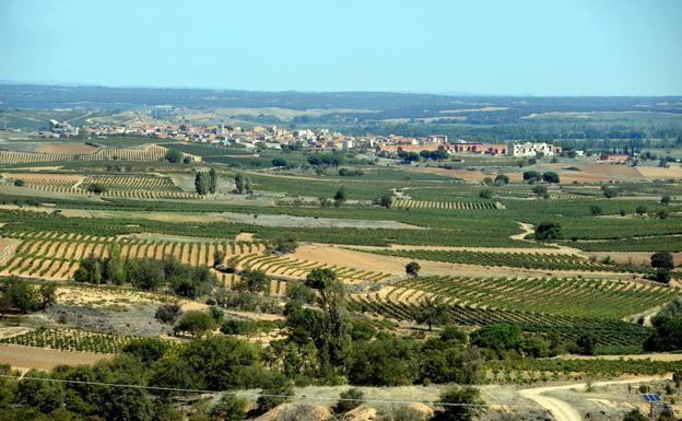 DO Ribera del Duero presenta en San Sebastián Gastronomika sus vinos blancos elaborados con uva albillo mayor