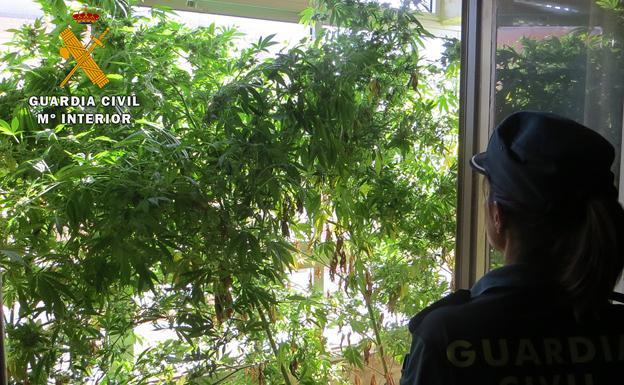 Descubren quince plantas de marihuana en las terrazas de una vivienda de la Bureba