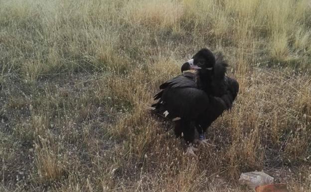 Una docena de buitres negros dejan atrás su cautiverio en Huerta de Arriba