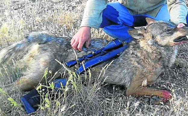 El Tribunal Europeo acepta la caza del lobo si no hay alternativas