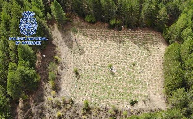 Desmanteladas tres grandes plantaciones de marihuana en el Parque Natural de la Serranía de Cuenca