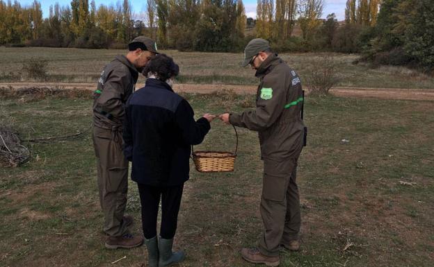 Los primeros grandes grupos de recolectores de setas ya han causado desastres en la comarca de Pinares