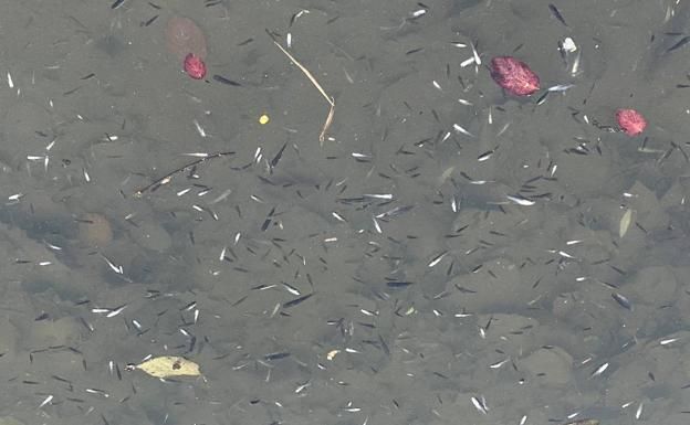 Aparecen cientos de peces muertos en un parque de Gijón