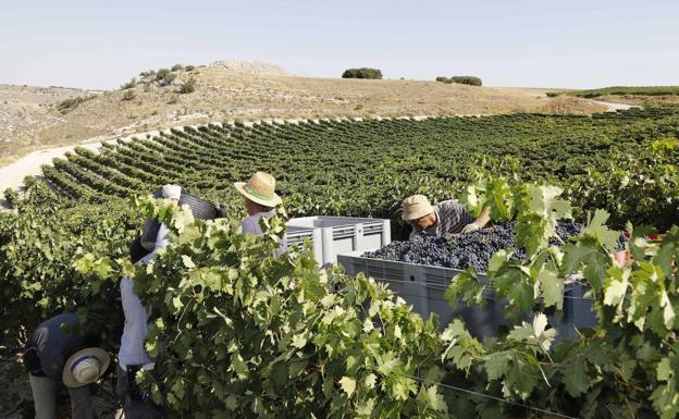 La vendimia en Ribera del Duero se cierra con 96 millones de kilos