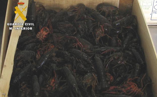 Denuncian a una cadena de supermercados por poner a la venta 39 kilos de cangrejo rojo vivo en cuatro establecimientos de Burgos