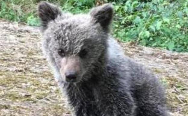 La osezna Saba será reintroducida en la naturaleza en los Picos de Europa antes de la hibernación