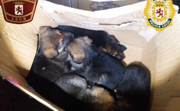 Localizan nueve cachorros abandonados en cajas de cartón en la terraza de un bar de León