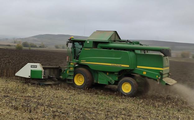 El girasol gana terreno en los cultivos burgaleses y dejará una buena cosecha