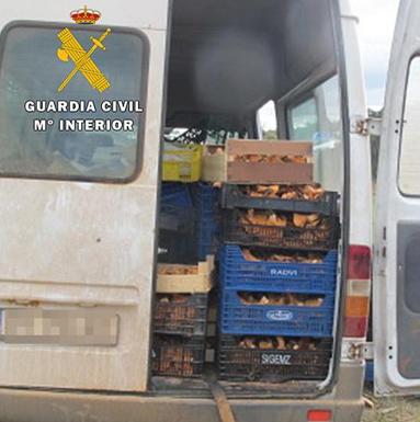 La Guardia Civil tramita una veintena de denuncias a seteros sin licencia en lo que va de campaña