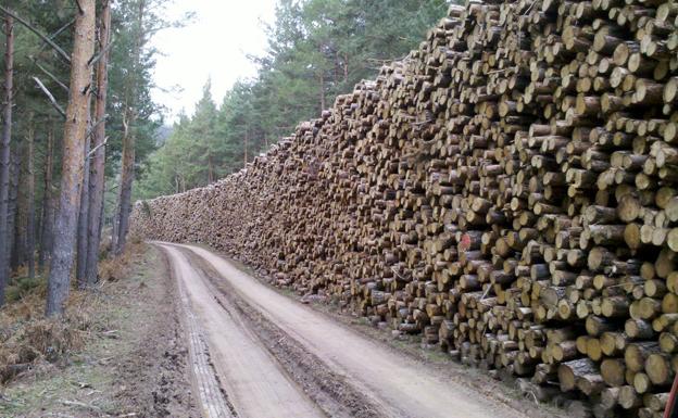 Burgos, la segunda provincia a nivel nacional que más obtuvo por la venta de madera en el tercer trimestre