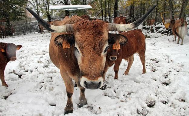 Las temperaturas se desplomarán este fin de semana y la mayoría de capitales de la comunidad no superarán los 10 grados de máxima