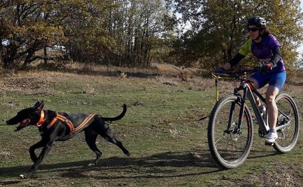 El tradicional canicross de San Adrián de Juarros abandona la media distancia, para centrarse en el sprint