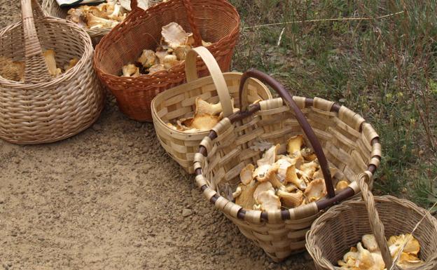 Quintanar de la Sierra, epicentro de la micología este fin de semana