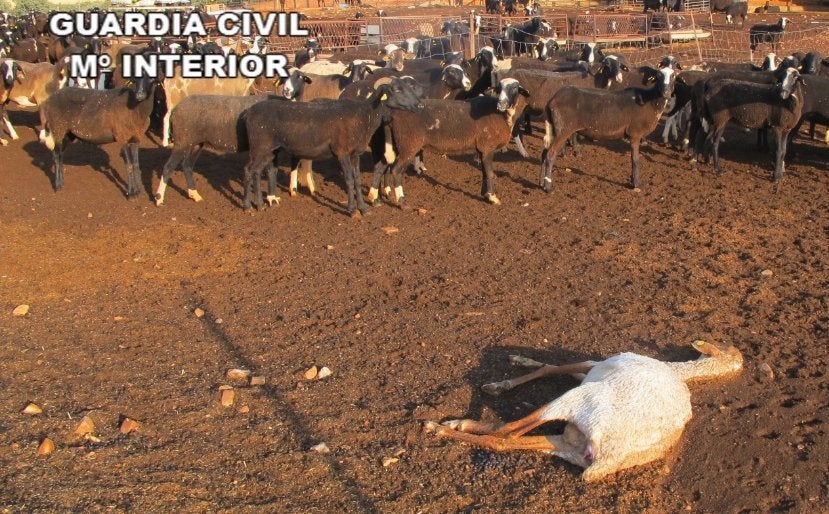 Detenido por abandonar ganado hasta la muerte en dos granjas de Ciudad Real  