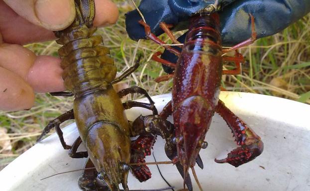 El cangrejo rojo y señal se podrán capturar sin cupo ni talla de junio a diciembre de 2020 en Castilla y León