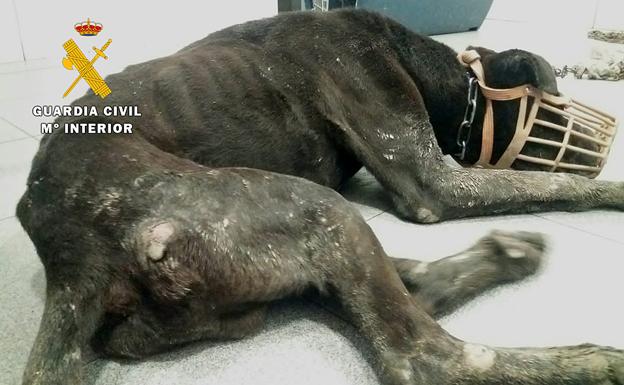 La Guardia Civil investiga a dos personas por maltrato de un animal doméstico