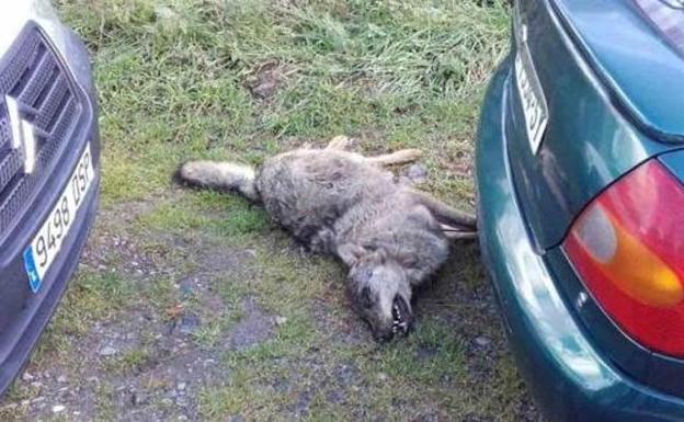 Hallan a un lobo muerto, con un tiro en la cabeza, en los Picos de Europa