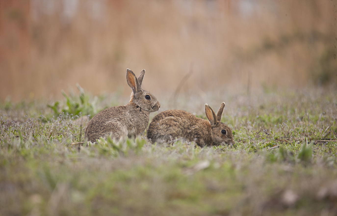 Declaran al conejo como especie en peligro de extinción y equiparan su situación con el lince ibérico