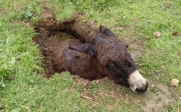 Los bomberos rescatan a un burro atrapado en un socavón originado por el temporal en Villamuriel