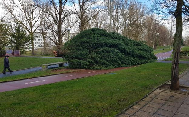 Desactivada la alerta de Protección Civil tras 339 incidencias por viento en Burgos