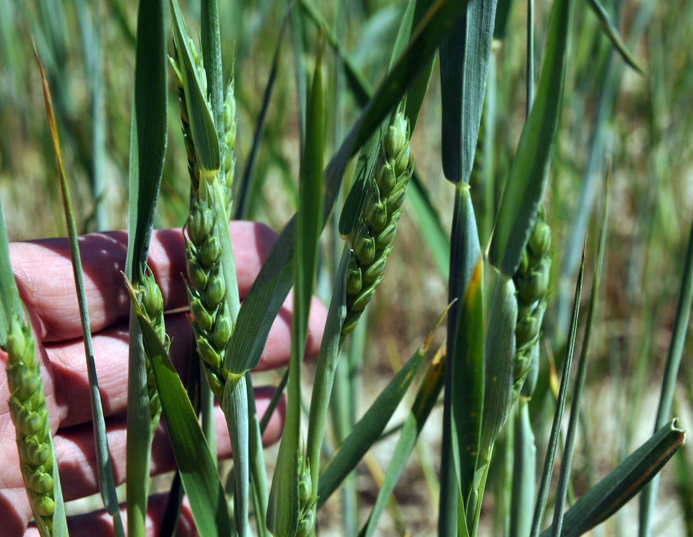 El último temporal y la sequía de primavera marcan un mal año para el sector agrario burgalés