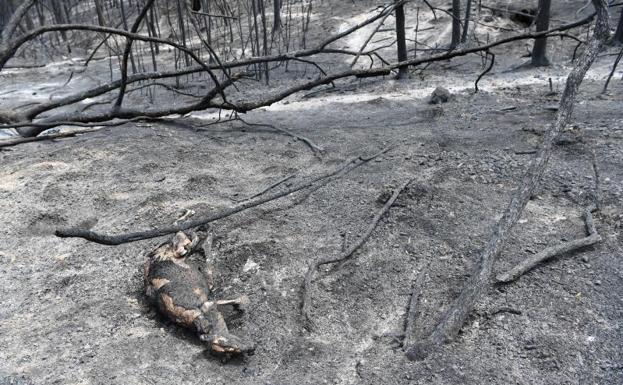 Los voraces incendios acorralan a miles de personas en playas en Australia