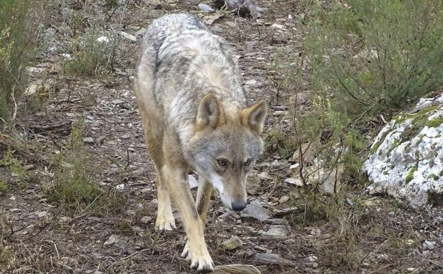 Una nueva sentencia anula los planes de caza del lobo en Castilla y León