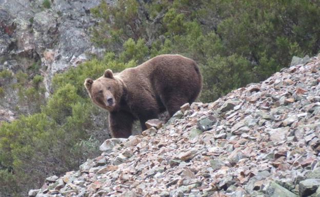 La Junta iniciará este año un proyecto de radiomarcaje de oso pardo