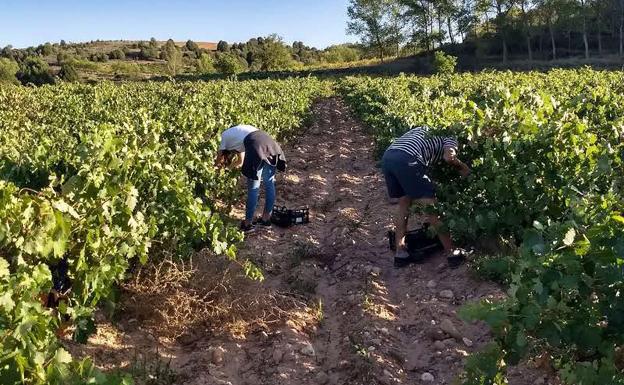 San Gabriel organiza una charla sobre la resiliencia climática para el sector del vino