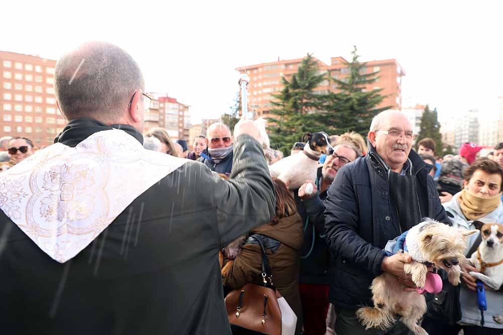 Imágenes de la bendición de animales por San Antón