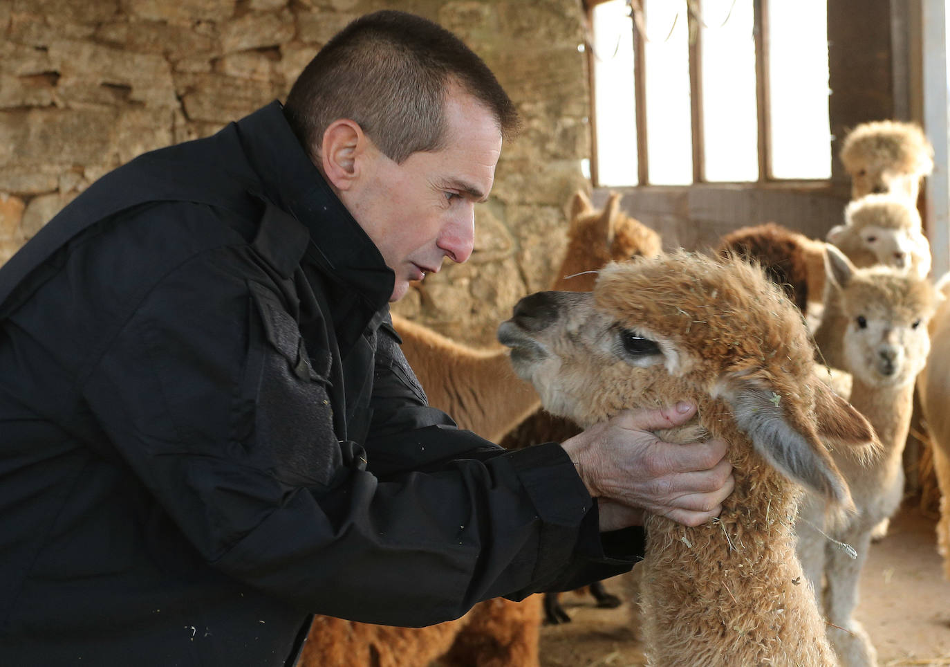 Una granja de alpacas en Revilla de Pomar (Palencia)