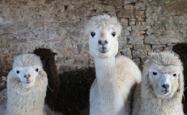 Las alpacas migran a Palencia 