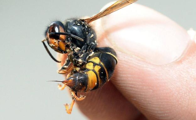 Desciende la población de avispa asiática en Castilla y León