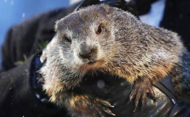 La marmota Phil predice un invierno corto