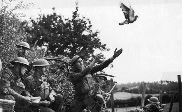 Palomas de la guerra