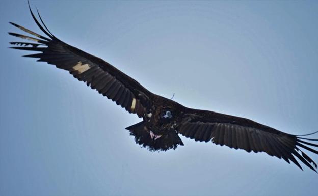 Grefa reintroducirá nuevos ejemplares de buitre negro en la Sierra de La Demanda este sábado