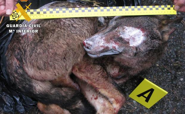 Intervenido en Burgos un lobo al que transportaban congelado desde La Rioja para su venta y naturalización