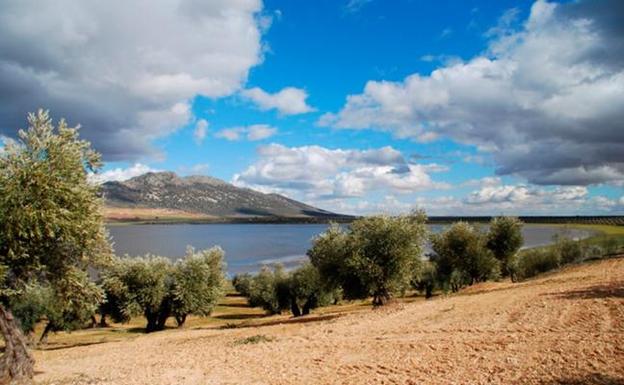 Descubren 60.000 olivos plantados ilegalmente junto a unas lagunas protegidas