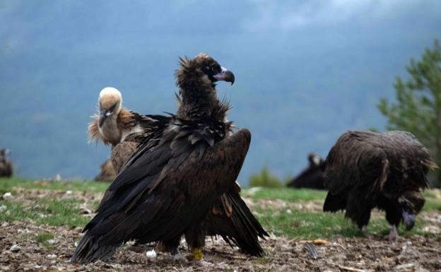 GREFA inicia la introducción de trece nuevos buitres negros en la Sierra de la Demanda