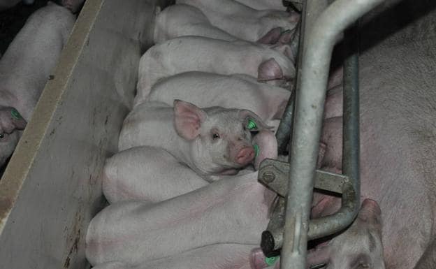 Villavedón proyecta un cebadero para producir 15.000 cerdos al año