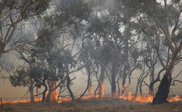 Satélites para predecir los incendios forestales en Australia