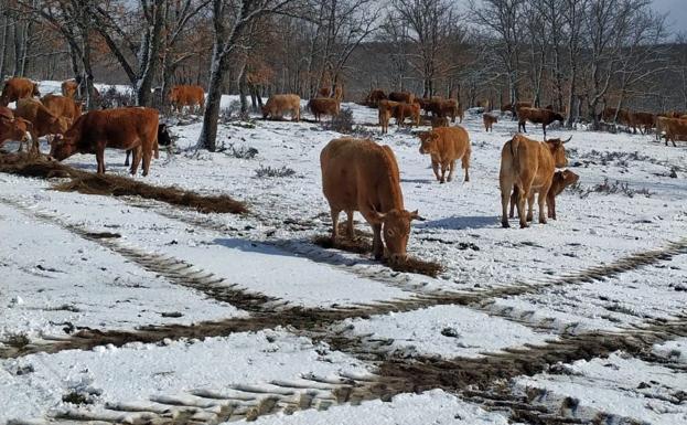 La nieve se deja ver por Pinares y Las Merindades